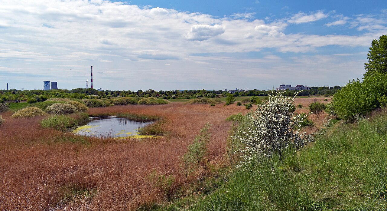 Łąki Nowohuckie — tereny zielone wiosną